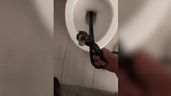 فتاة تجد ثعبانا في مرحاض منزلها بعد عودتها.. «فضلوا يخرجوه يومين»