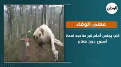 معنى الوفاء.. كلب يجلس أمام قبر صاحبه لمدة أسبوع دون طعام