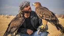 25 سنة في حب «الصقور».. هواية الملوك تجذب «حسن وسراج» من الصيد للرعاية والتدريب
