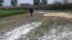 مصادر قضائية: "التنمية الزراعية" ترفض إنهاء تقنين آلاف الأفدنة