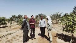 طرق التعرف على النخيل المصاب بـ«سوسة النخيل» وطرق العلاج