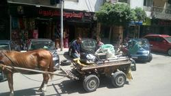 "حي المنتزه أول" بالإسكندرية يشن حملة لمطاردة "النبيشة"