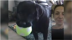 ابتكار هاتف ذكي مخصص للكلاب.. اسمه «DogPhone»