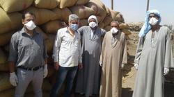 توريد 11 ألفا و390 طن قمح وحصاد 27 ألف فدان في أسيوط