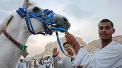 «مرماح إدفو».. لعبة متجذرة في تاريخ الموروث الشعبي بأسوان