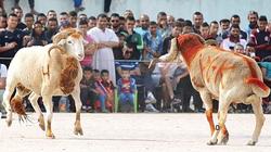 مصارعة وتكحيل وزيارة القبور.. أشهر طرق الاحتفال بالأضحى حول العالم