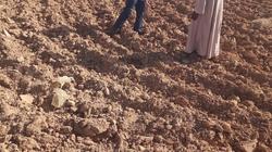 «بحوث الصحراء» ينظم قوافل إرشادية لمزارعي قرى الخريجين في توشكى