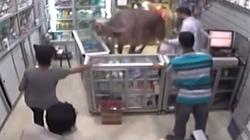 بالفيديو| عجل يقتحم صيدلية بالمرج القديمة