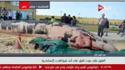 بالفيديو| اللقطات الأولى لـ"حوت شاطئ الإسكندرية"