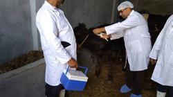 مدير "الطب البيطري" بمطروح: نجاح حملة التحصين والترقيم للماشية