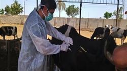 السبت.. بدء حملات تحصين الماشية ضد «الطاعون» بالأقصر