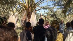 معمل النخيل ينظم مدرسة حقلية للطرق المثلى لحصاد التمور نصف الجافة