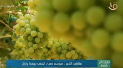 «عناقيد الخير».. موسم حصاد العنب بهجة ورزق (فيديو)