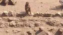 تحسن نفسية الزرافة «سنسن» بحديقة حيوان الجيزة: جابوا لها طيور تسليها