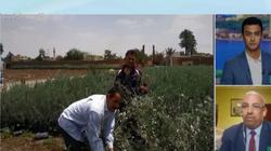 «هنجملها».. مبادرة لزراعة 3200 شجرة في الوادي الجديد