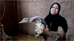 أهالي البحيرة عن قرض الـ20 بطة: سلالة نادرة واخديناها ببلاش