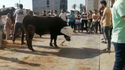 مواطنون يتزاحمون على ميزان بسكول في دمياط لوزن الماشية