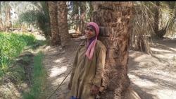 "منى" صعيدية تحدت العادات بالعمل في "تلقيح النخيل"