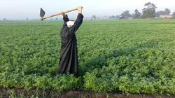 عبد المنعم: «التنمية الزراعية» تفوض المحافظين لتقنين «واضعي اليد»