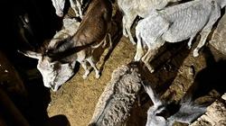 بدء التحقيقات في ضبط 29 حمارا بينها 5 رؤوس نافقة بحوزة عامل بسوهاج