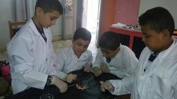 تدريب الطلاب على تشريح الفئران والسمان