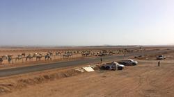 توافد الجمال لمضمار هجن شرم الشيخ تمهيدا لانطلاق المهرجان العالمي