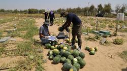 لماذا يضع الباعة رملا أسفل البطيخ؟.. سؤال حير الجميع