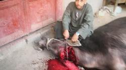 "الخير على قدوم الاستفتاء".. وليد يذبح "عجلاً" على باب لجنته بأسيوط