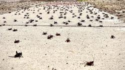 ما هي صراصير المورمون؟.. غزت مدنًا أمريكية ولا تستطيع الطيران