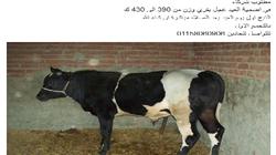 للجادين فقط: محدش يدخل شريك فى عجل؟