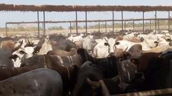 "الأوقاف" تحقق 90% زيادة عن العام الماضي في مشروع صكوك الأضاحي