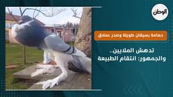 حمامة بسيقان طويلة وصدر عملاق تدهش الملايين.. والجمهور: انتقام الطبيعة