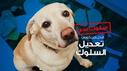 عرض خاص.. كورس تعديل سلوك الكلب بـ 3500 جنيه: ضمان مدى عمره
