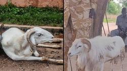 «خروف» يقتل عجوزا.. ومحكمة هندية تقضي بحبسه 3 سنوات وتقديم 5 بقرات للعائلة