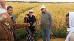 "بحوث الصحراء" ينجح في زراعة 400 فدان قمح بسيوة.. وخطة للاكتفاء الذاتي