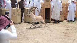 ذبح الوعول في السعودية.. النيابة تحذر من عقوبات السجن والغرامة «فيديو»