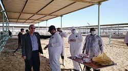 قافلة معهد بحوث صحة الحيوان تبدأ إجراءات تحصين العجول بجنوب سيناء