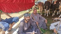 «ولاد عم» يمتلكان أضخم عجل في «مدبح السيدة زينب».. وزنه 750 كيلو