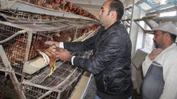 مواطنون يطالبون بمقاطعة شراء الفراخ لحين انخفاض سعرها