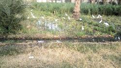 نائب: مصر ستخسر نصف رقعتها الزراعية لو استمر البناء على المساحات الخضراء