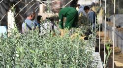 «التنمية المستدامة» بمطروح: توزيع 50 ألف شتلة زيتون و10 آلاف لوز