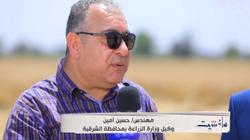 «زراعة الشرقية»: لدينا 381 ألف فدان قمح.. وإنتاجية الحقول الإرشادية 23 أردبا للفدان