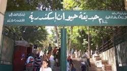 «حيوان الإسكندرية» تستعد لزوار عيد الفطر بـ«ببر» ونسانيس