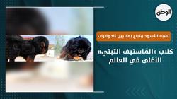 كلاب «المَاستيف التبتي» الأغلى في العالم.. تشبه الأسود