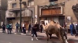 بالصور| ذبح جمل بعد هروبه من جزارين في شارع قصر العيني