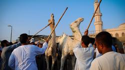 نقيب الفلاحين يستنكر تعذيب الجمال بسوق برقاش في الجيزة