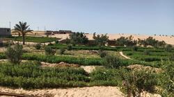 فرحة أبناء القبائل بغزارة الأمطار: سوف يكون عام خير على سيناء