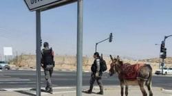 شرطة الاحتلال الإسرائيلي تعتقل حمارا لاستخدامه في أعمال المقاومة «صور»