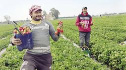 «الفاكهة  طابت على الشجر»