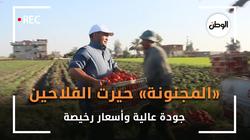 «المجنونة» حيرت الفلاحين.. جودة عالية وأسعار رخيصة